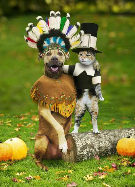 Funny Thanksgiving Pictures Free